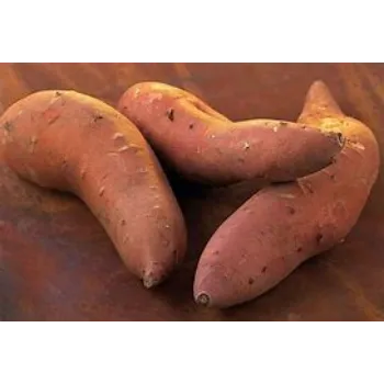 Sweet Potato