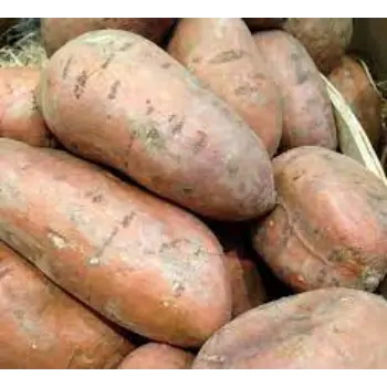 Organic Sweet Potato