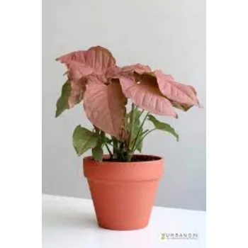 Natural Syngonium Plant