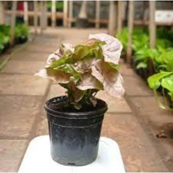 Natural Syngonium  Plant