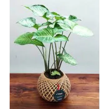 Natural Syngonium Plants