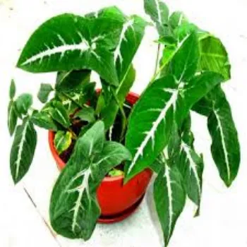 Fresh Syngonium  Plant