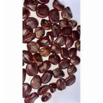 Tamarind Seeds