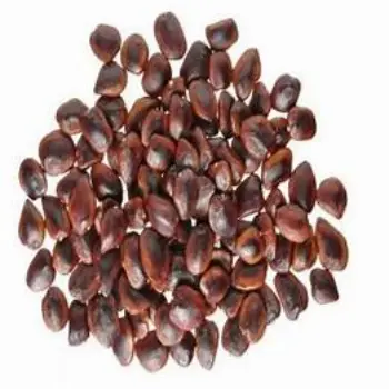 Tamarind Seeds