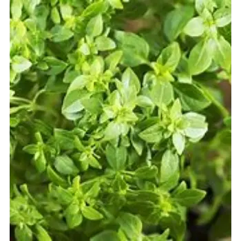 Thyme Leaves