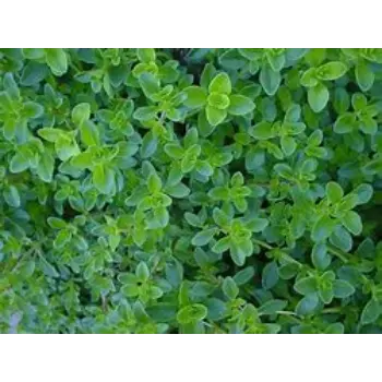 Thyme Leaves