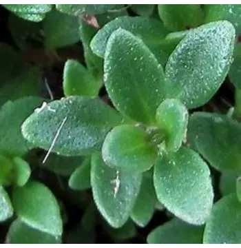 Natural Thyme Leaves