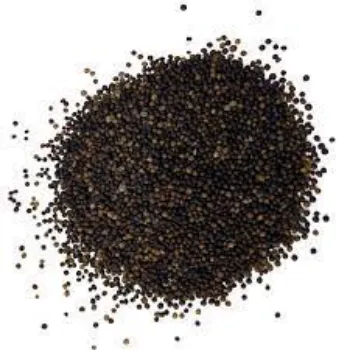 Organic Thyme Seed