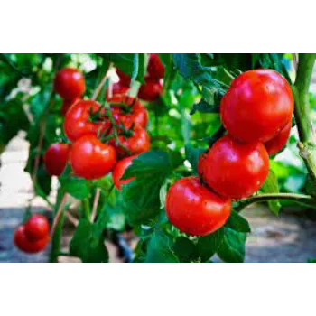 Tomato Plant