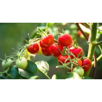 Tomato Plant