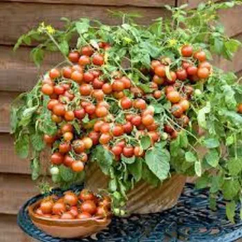 Natural Tomato Plant