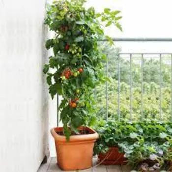 Natural Tomato Plant