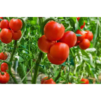 Fresh Tomato Plant