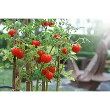 Organic Tomato Plant