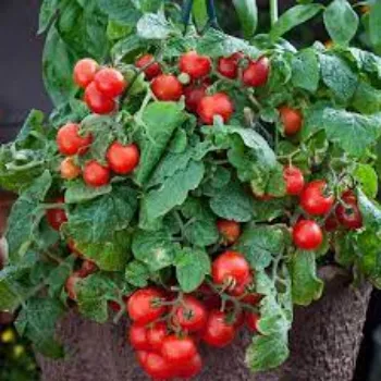 Natural Tomato Plant