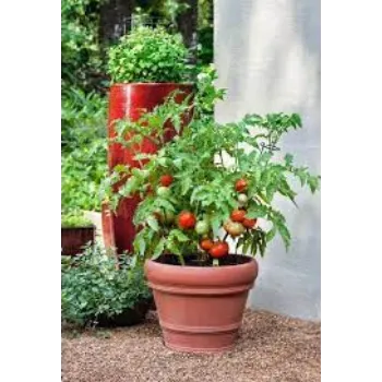 Natural Tomato Plant