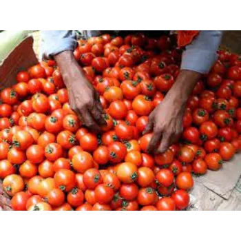 Fresh Tomato