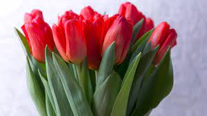 Tulip flower Manufacturers