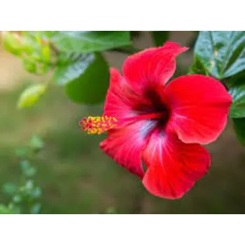 Organic Tropical Rose Flower