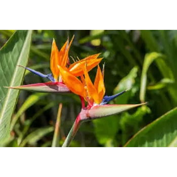 Natural Tropical Flowers