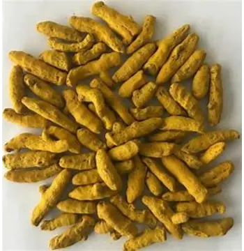 Fresh Turmeric Finger Manufacturer 