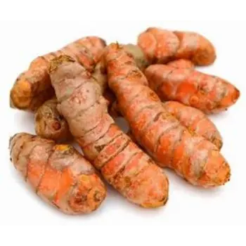 Organic Turmeric Roots Trader