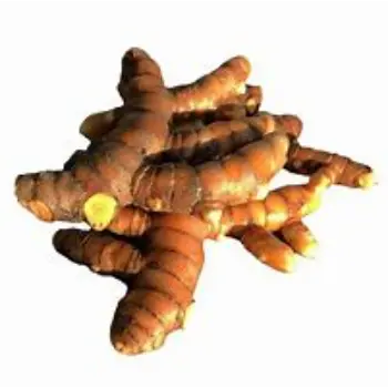 Turmeric Roots Supply