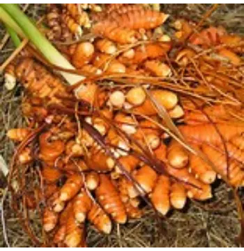 Natural Turmeric Roots