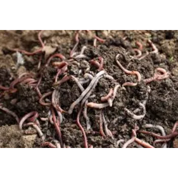 Organic Vermicompost