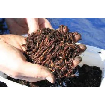 Organic Vermicompost