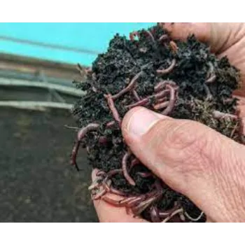 Organic Vermicompost Fertilizer