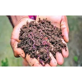 Organic Vermicompost Fertilizer