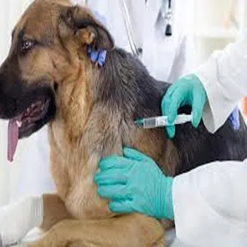 Veterinary Vaccine