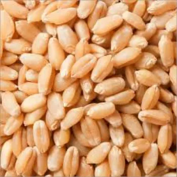 Common Wheat Seeds