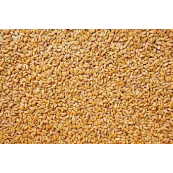 Organic Wheat Seed