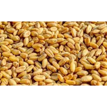 Organic Wheat Seed