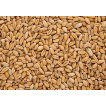 Wheat Seed