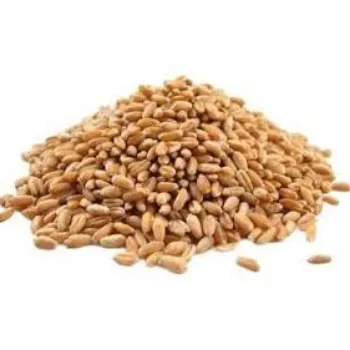 Wheat Seed