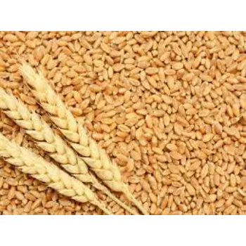 Organic Wheat Seeds