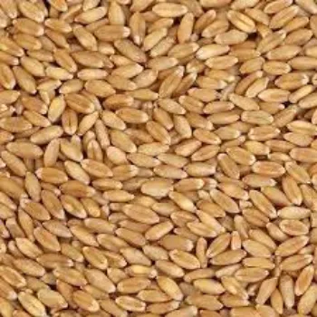 Organic Wheat Seeds