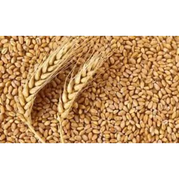 Organic Wheat Seed