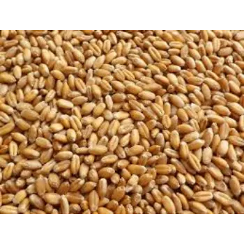 Organic Wheat Seeds