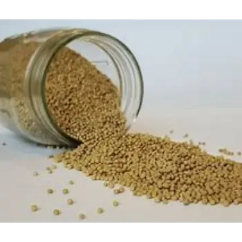 Yellow Mustard Seed