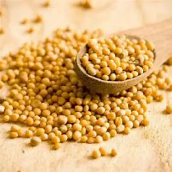 Yellow Mustard Seed