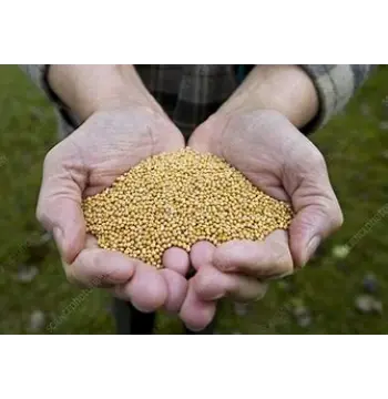 Fresh Yellow Mustard Seed