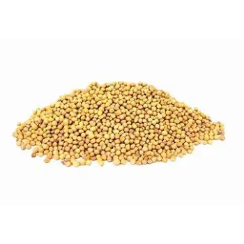 Yellow Mustard Seedg