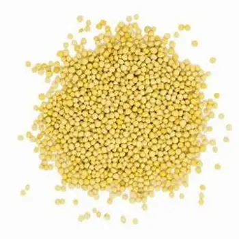 Yellow Mustard Seed