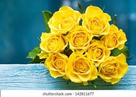  Yellow Rose