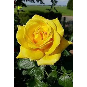 Natural Yellow Rose 