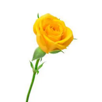 Natural Yellow Rose